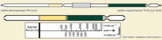 Изображение Оксиды азота 1-10.10-250 (4,5 мм) Трубка индикаторная
