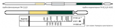 Изображение Индикаторная трубка Ацетон 100-10000 (6,0 мм)
